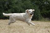 GOLDEN RETRIEVER 719